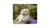 Коврик для мыши Perfeo Dog 240x200x2мм от магазина www.ccplus.ru Коврик для мыши Perfeo Dog 240x200x2мм